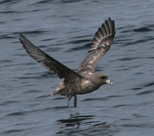 Northern Fulmar